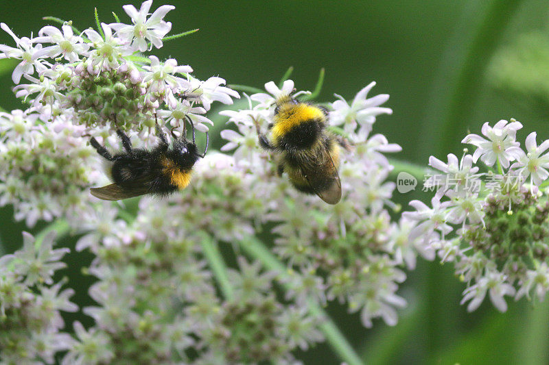 野生西部蜜蜂在天然野生花园里采集牛欧芹野花花粉，并为种子授粉，绿色背景，黑色和橙色条纹的蜜蜂准备返回蜂房养蜂人/养蜂人的爱好